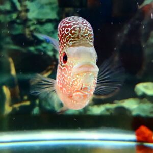 an-extra-ordinary-kind-of-fish-e1628655121470