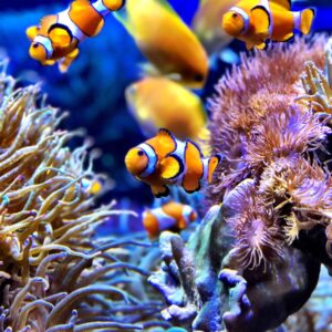 clown-fish-e1628655075684