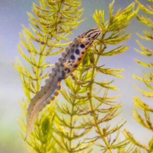 common-newt-amhibian-in-freshwater-habitat-e1628655110206
