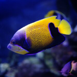 majestic-blue-girdled-angel-e1628655086136