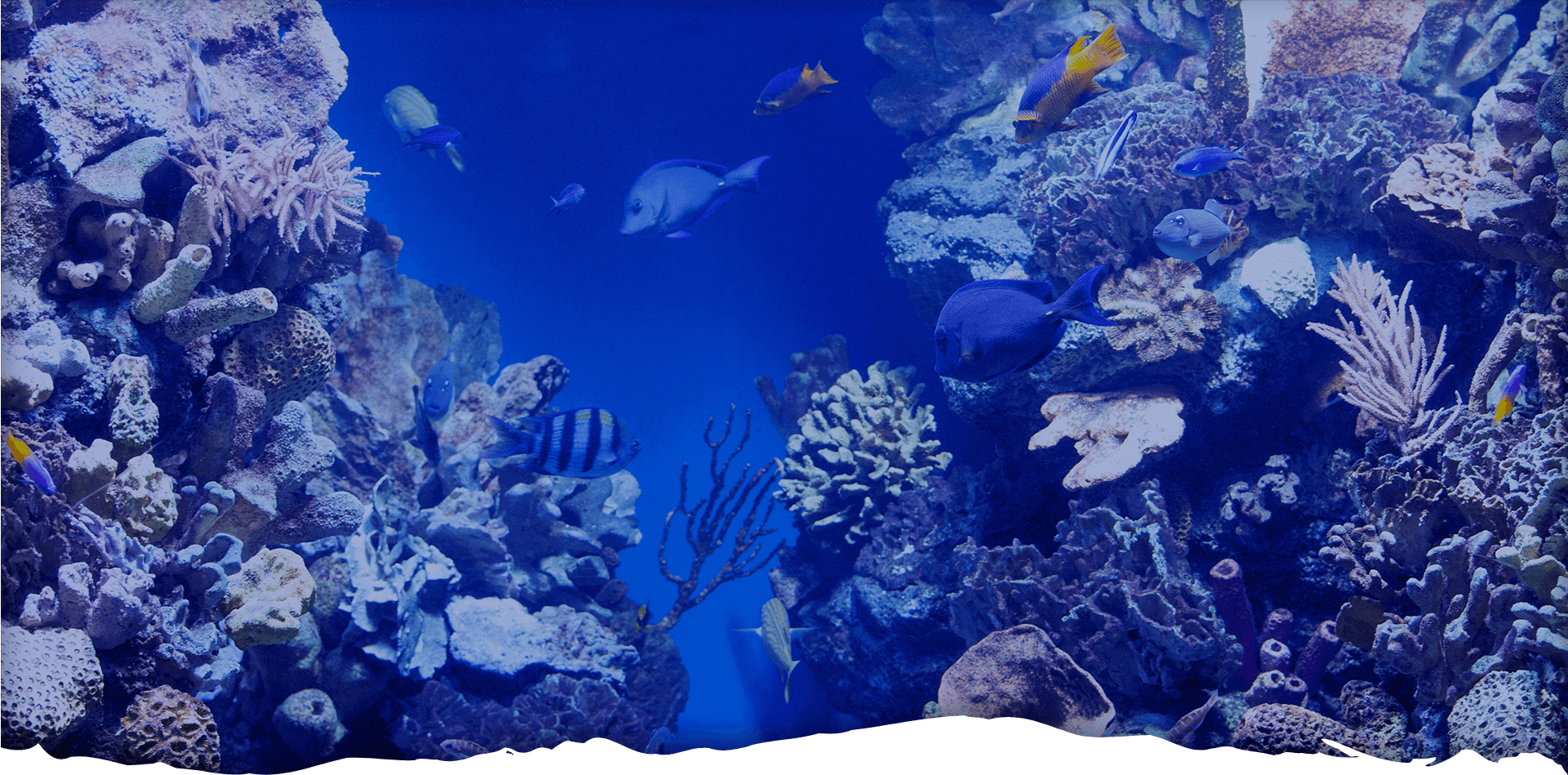 Get Experience of Under Water World