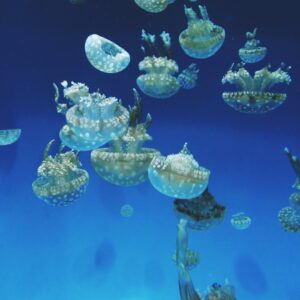 spotted-jellyfish-e1628655100406