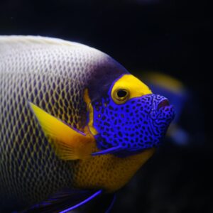 tropical-fish-e1628654856592